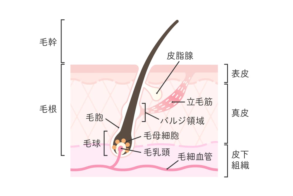 毛母細胞の図解