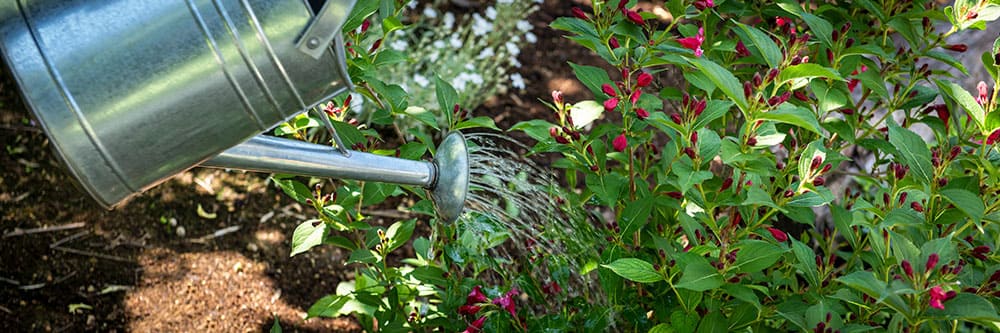 髪にとって頭皮は、植物でいう“土壌”のようなもの